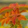 Coleus – Rustic Orange – 4.5″ Pot